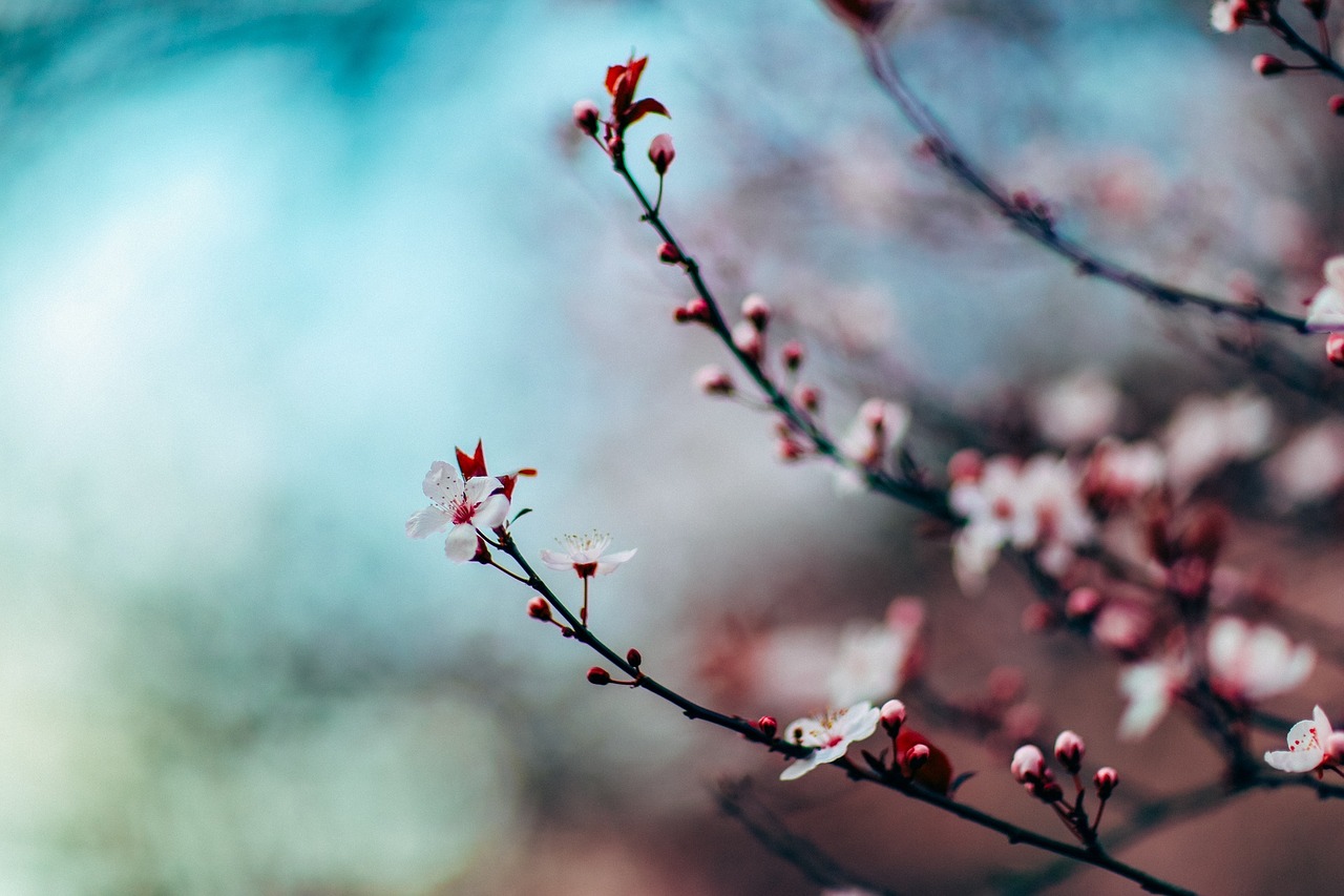 Image - cherry blossom cherry blossom tree