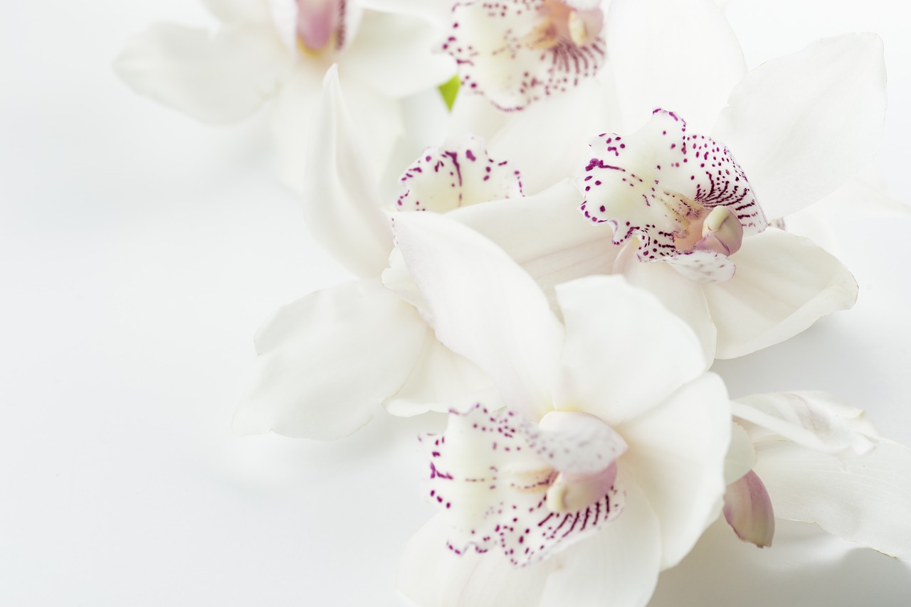 Image - orchids flowers white background