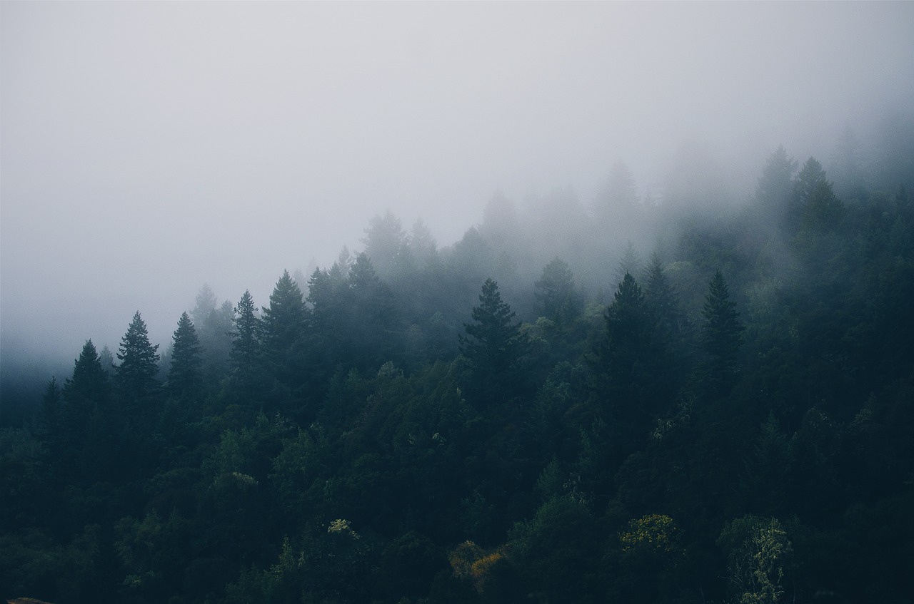 Image - trees fog forest forrest mist