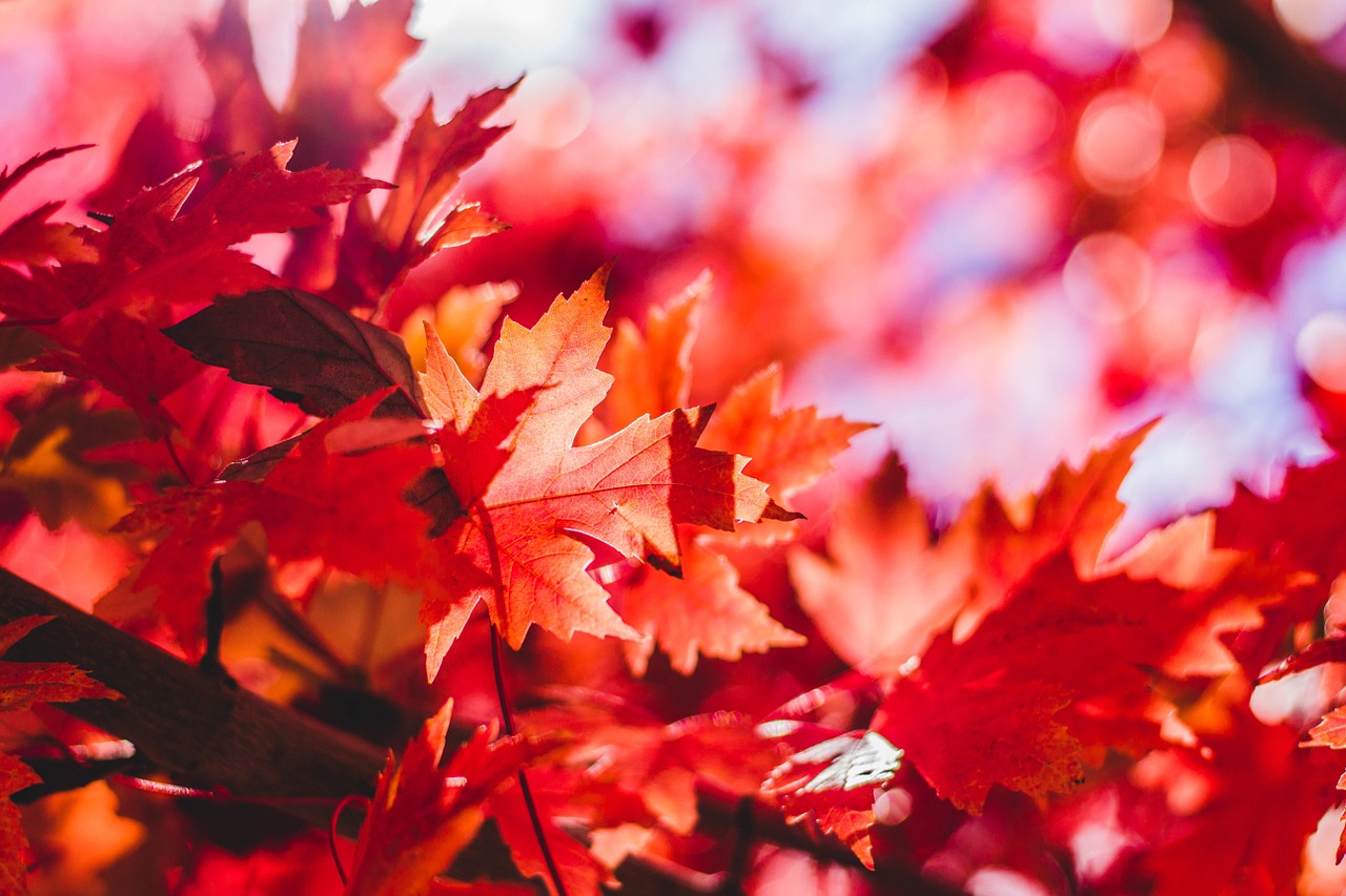 Image - maple leaf leaves leaf red maple