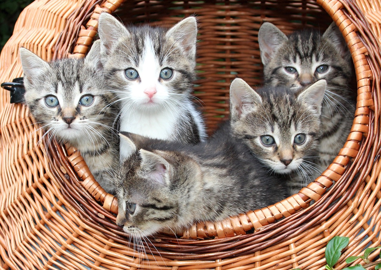 Image - cat kitten in a basket babies