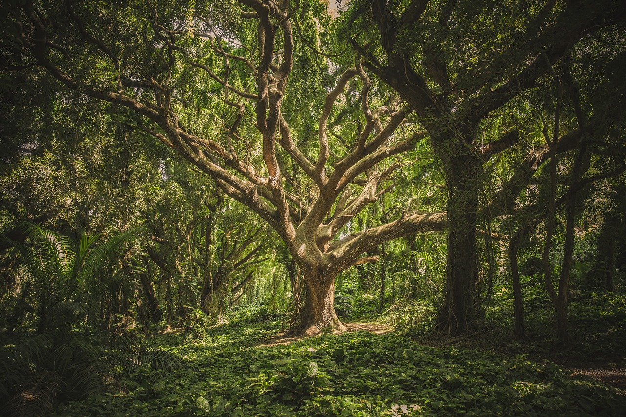 Image - tree tangle wild forest nature