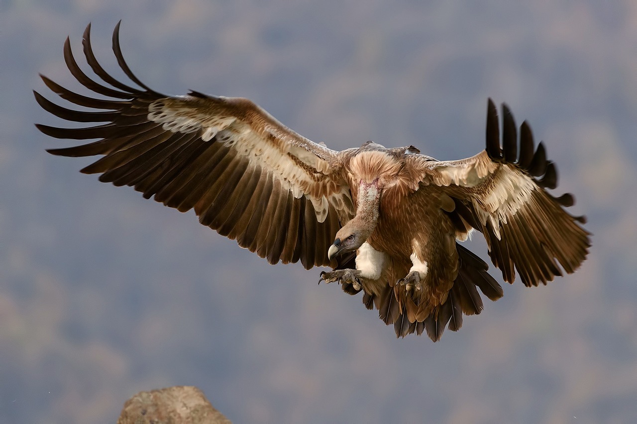 Image - vulture bird wings prey scavenger
