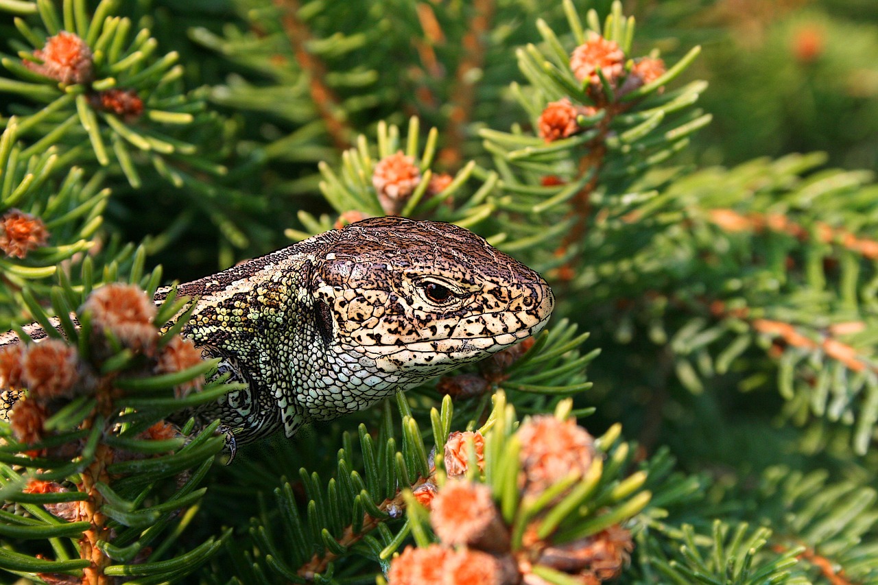 Image - the lizard gad spring animal zoo