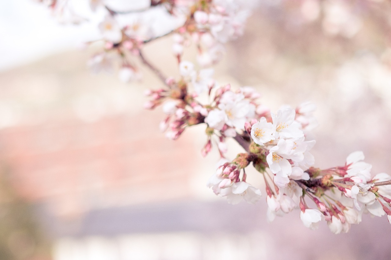 Image - cherry blossom sakura flower tree