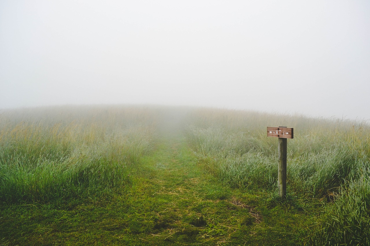 Image - grass wilderness green path paths