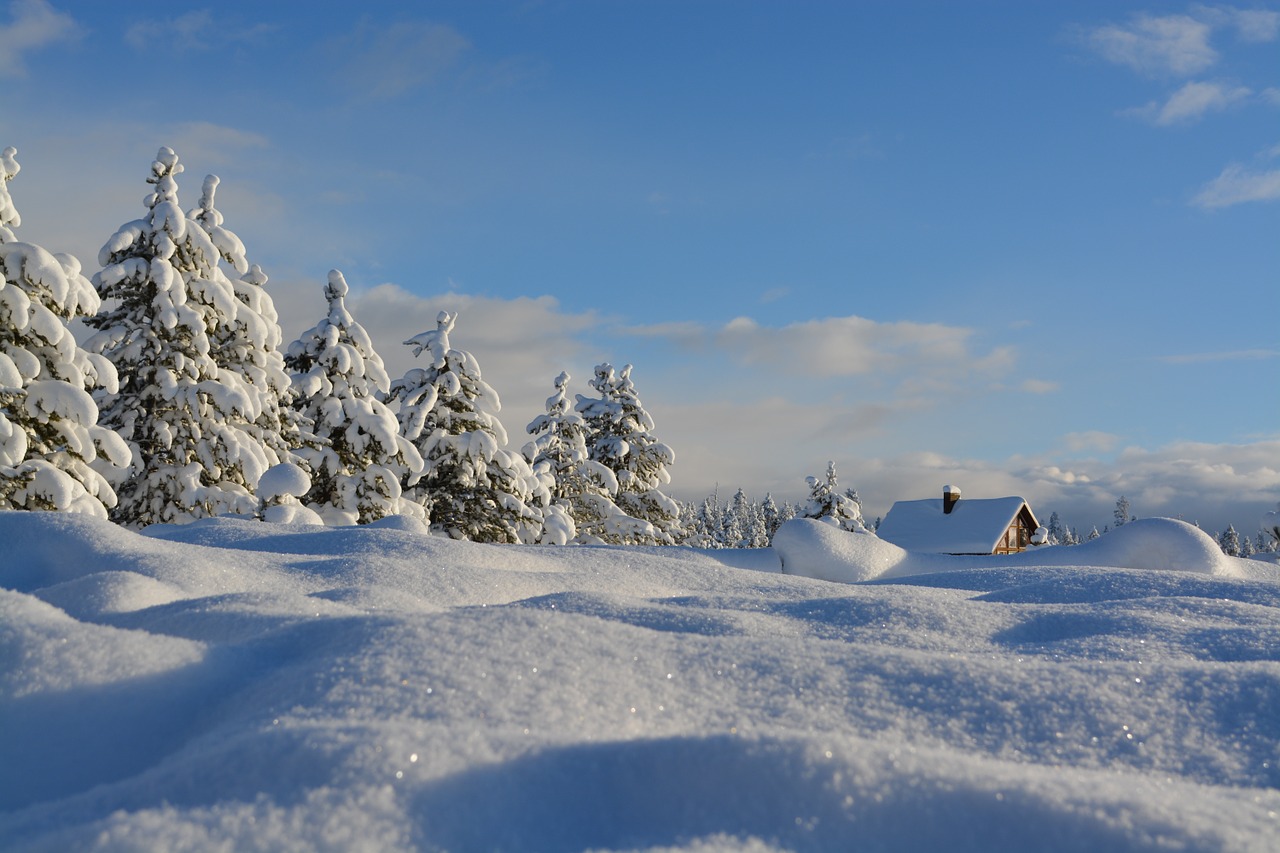 Image - snow trees cold winter white