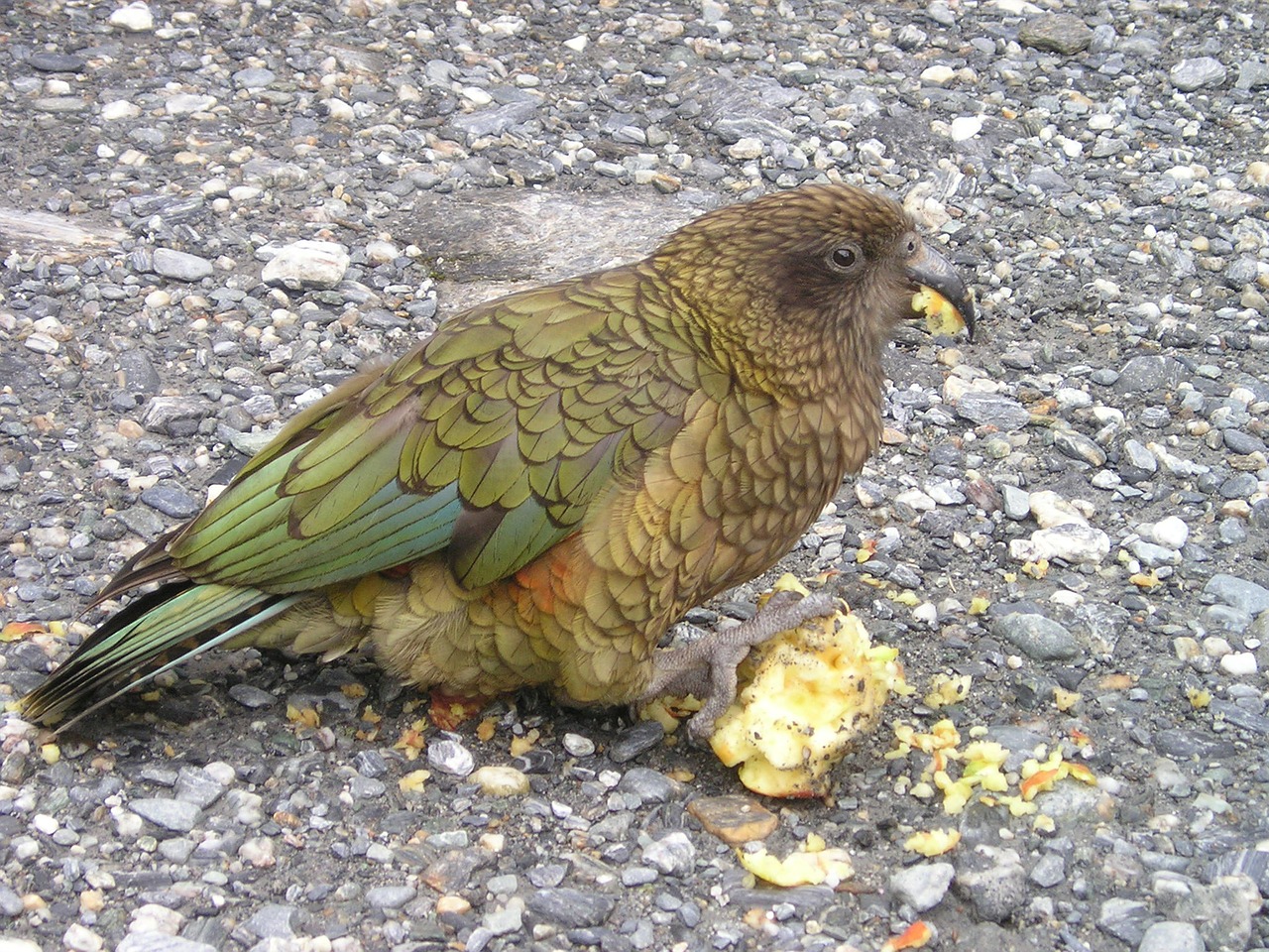 Image - new zealand kea parrot bird