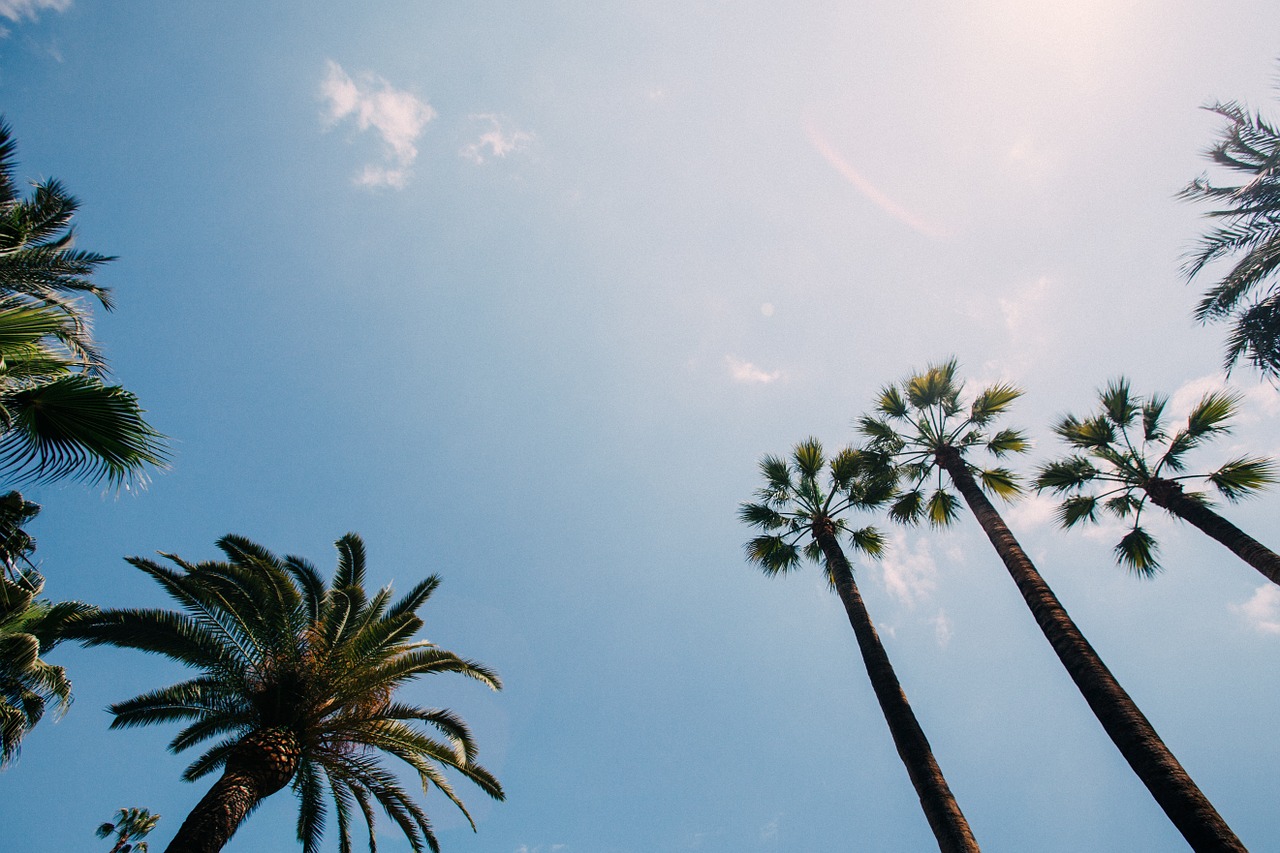 Image - palm trees sky palm tree tropical