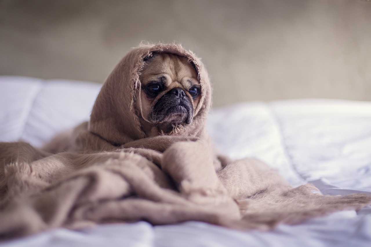 Image - pug dog blanket bed face animal