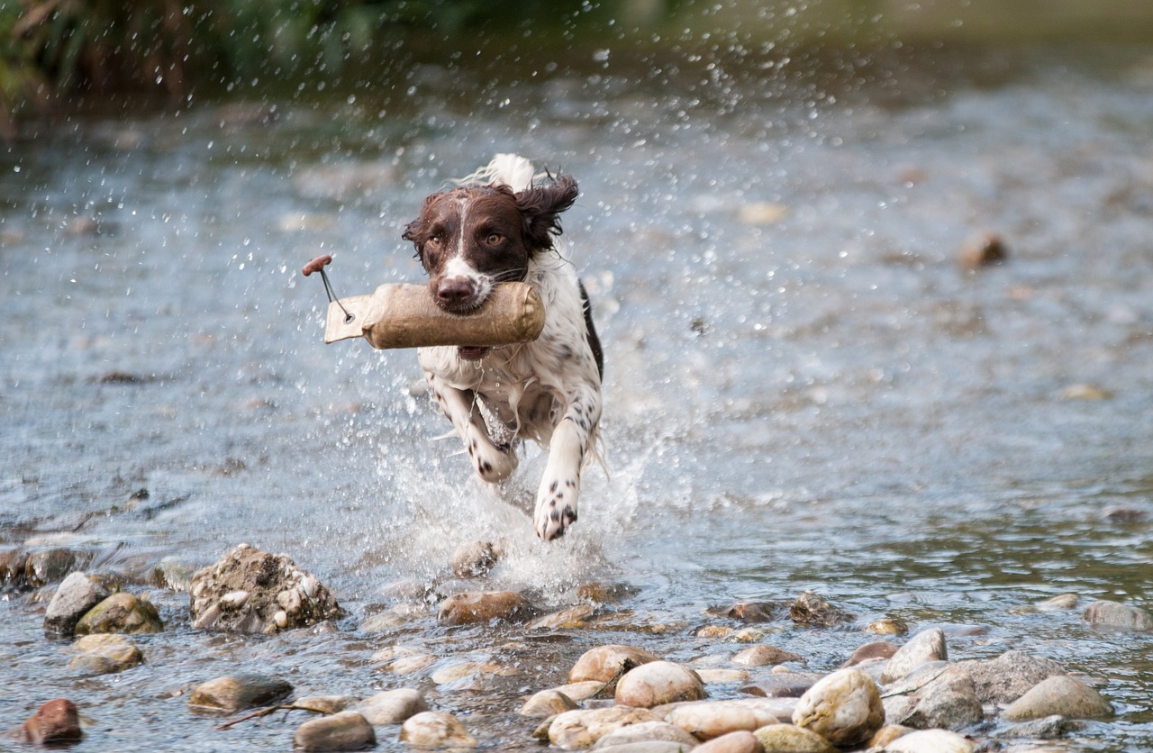 Image - dog water run movement joy