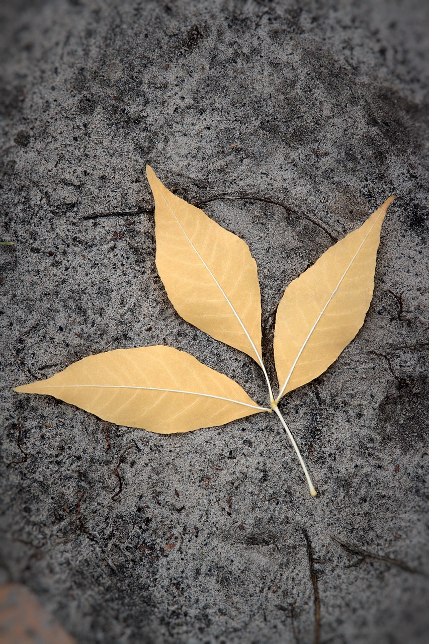 Image - land sheet yellow closeup leaves