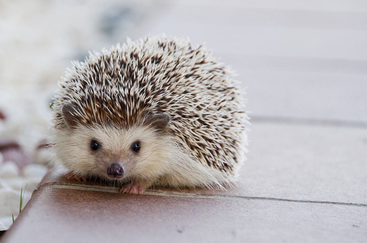 Image - hedgehog baby cute animal happy