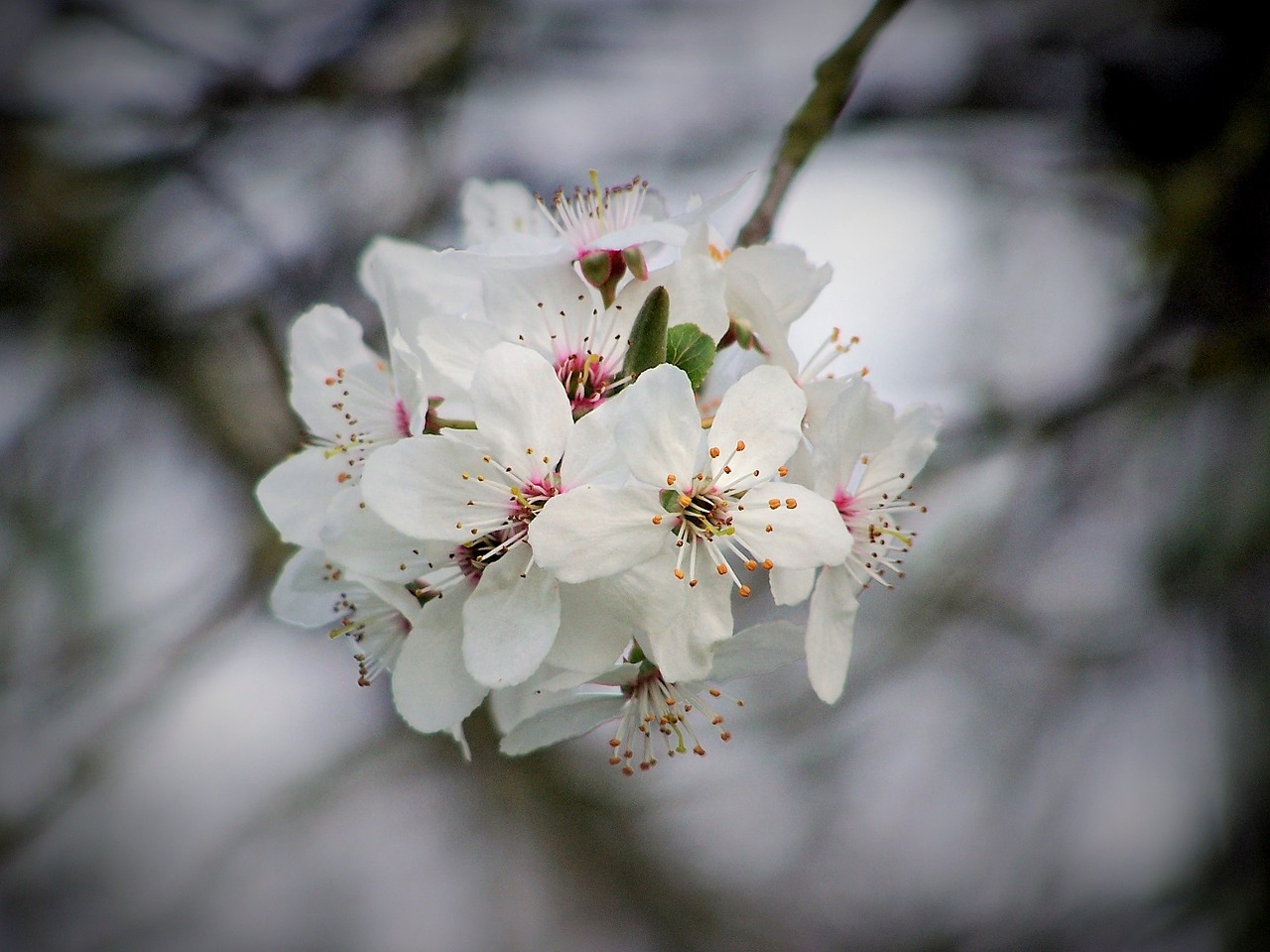 Image - cherry cherry blossom flowering