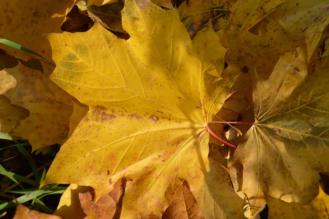 Image - autumn leaf clone yellow earth