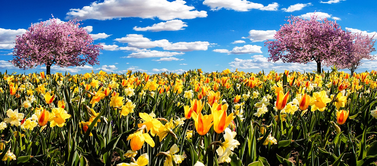 Image - osterglocken spring meadow daffodils