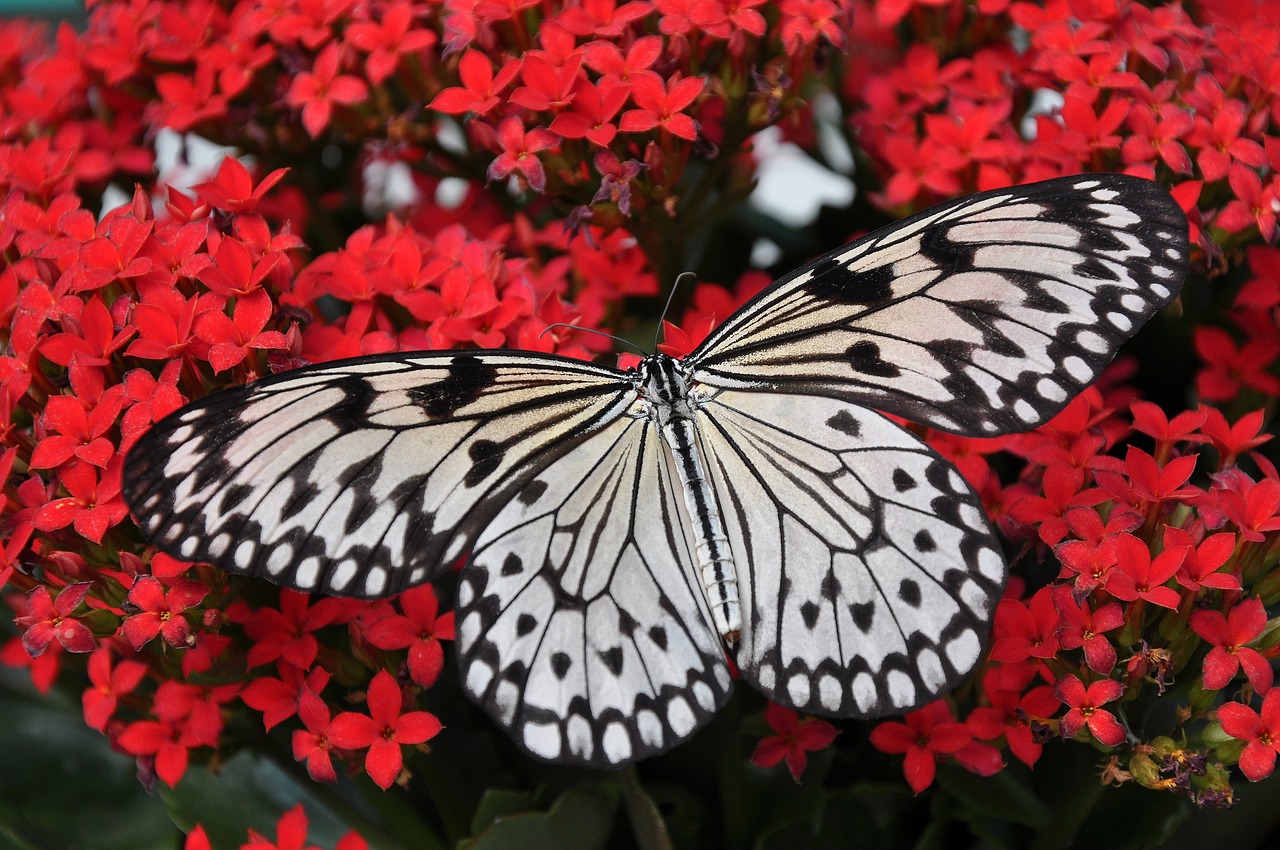 Image - butterfly white black nymph