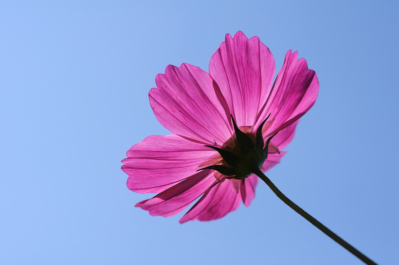 Image - flower universe plant cosmos single