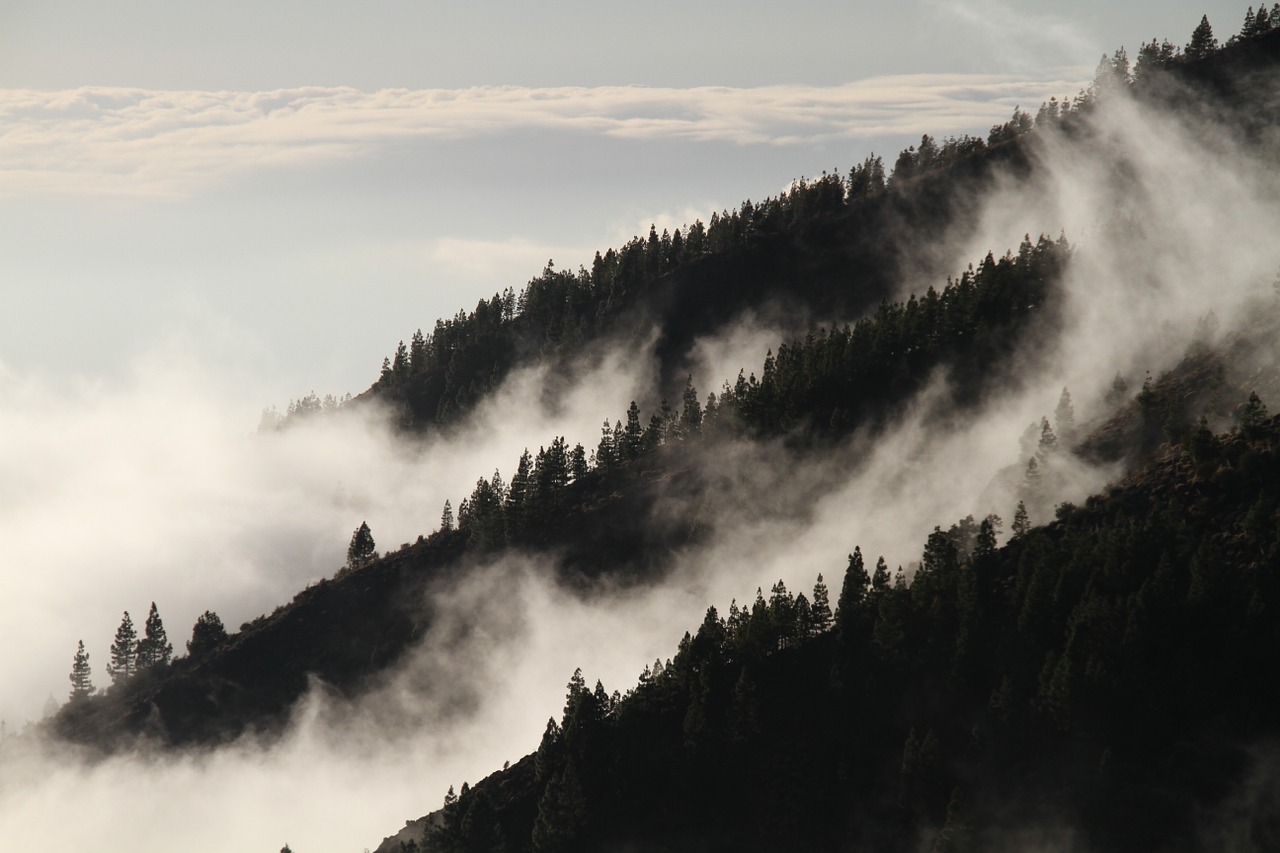 Image - fog forest mist mysterious