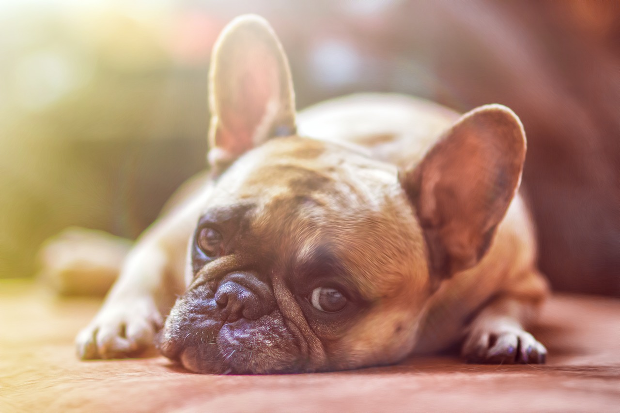 Image - dog model french bulldog view