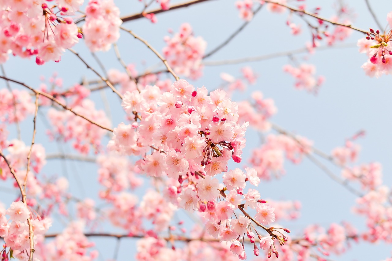 Image - natural plant flowers cherry japan