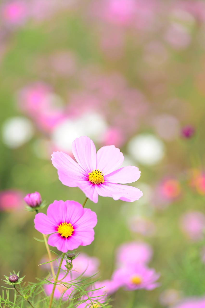 Image - natural plant flowers cosmos