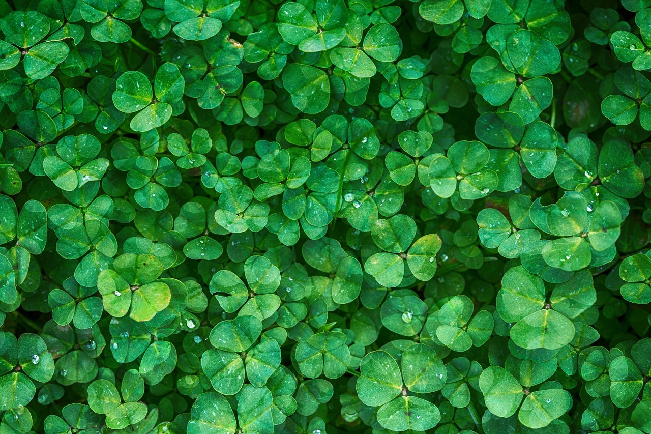 Image - clover plant green