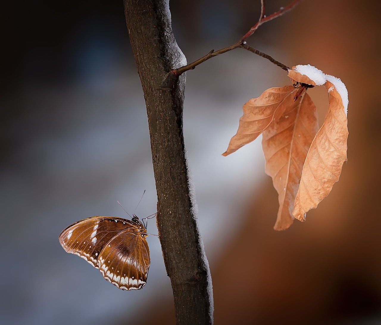 Image - branch leaves brown true leaves