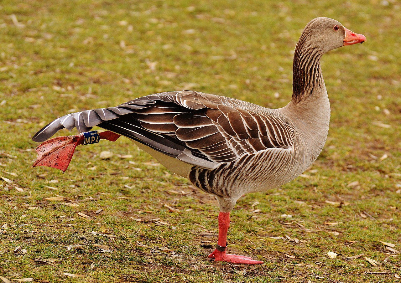 Image - goose bird morning exercise funny