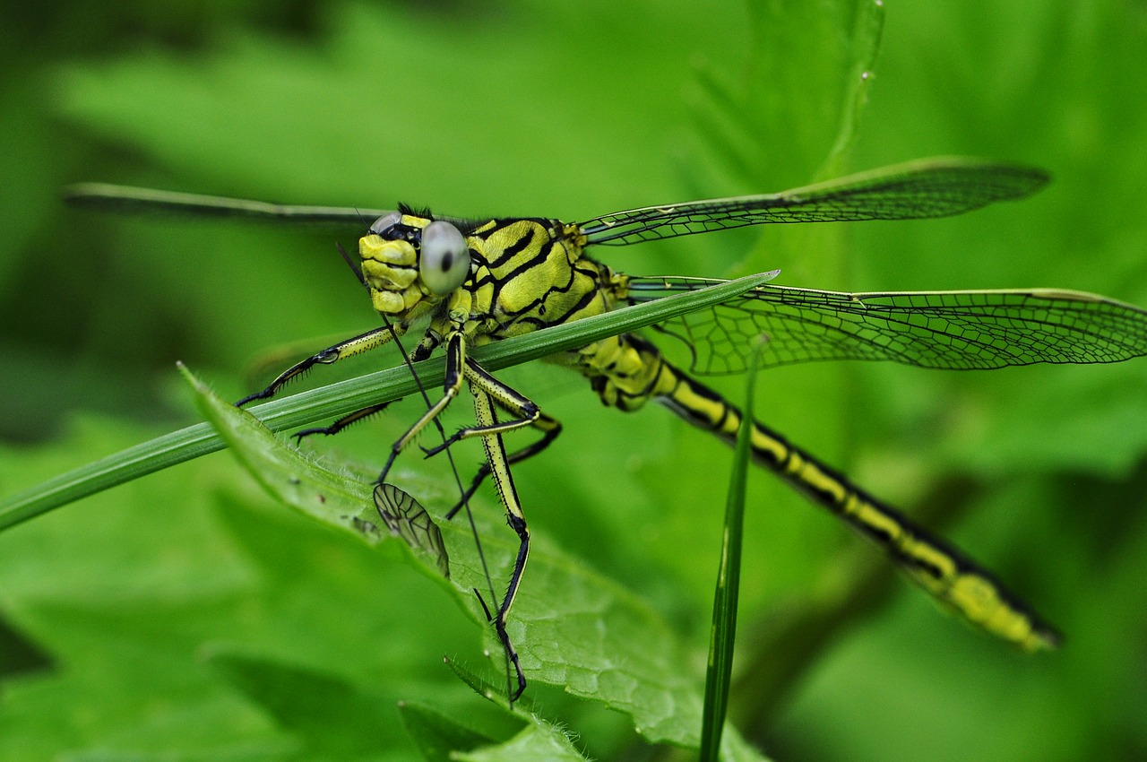 Image - dragonfly macro insect water lake