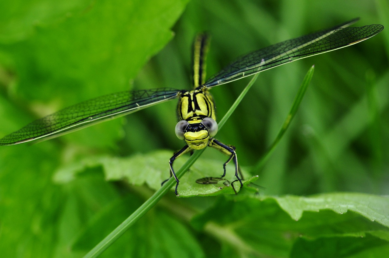 Image - dragonfly macro insect water lake