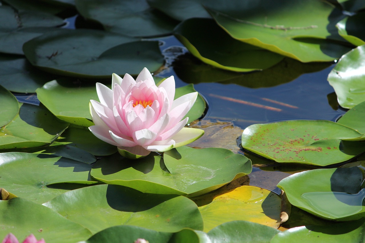 Image - water lilly flower water pond