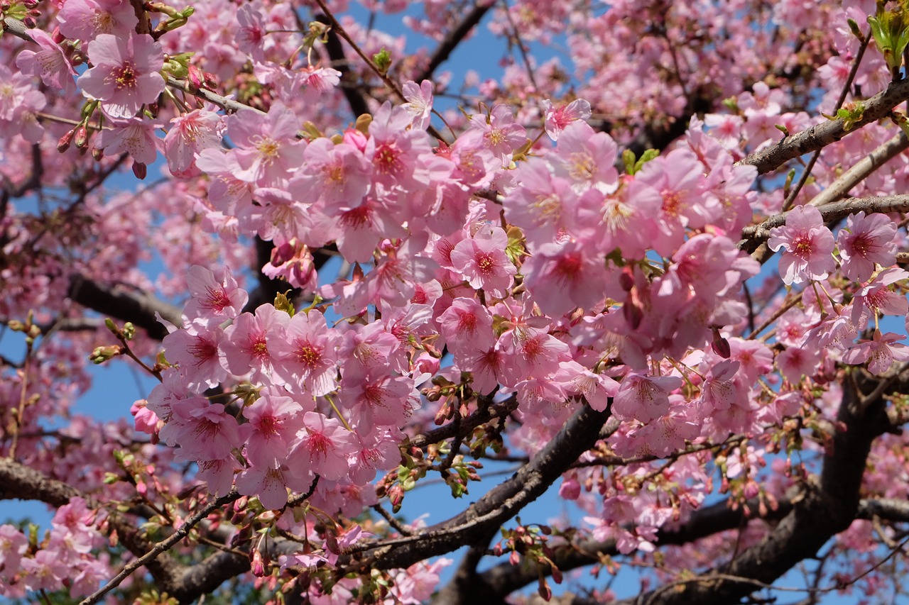 Image - sakura cherry blossom tokyo