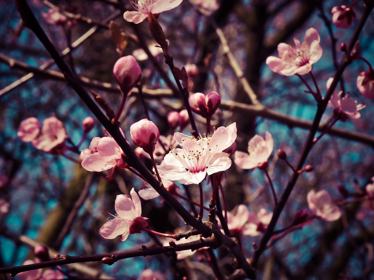 Image - almond blossom steinobstgewaechs