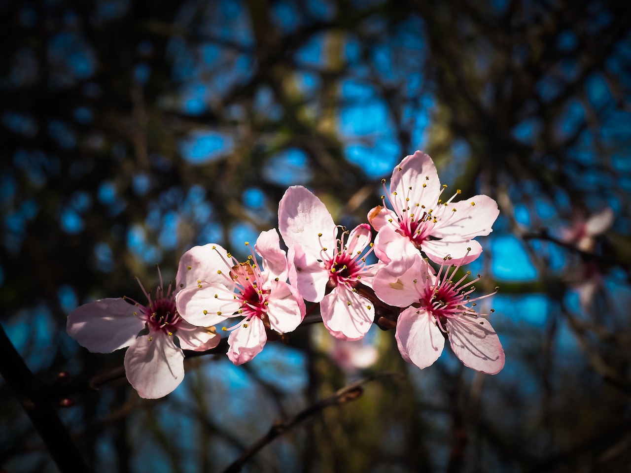 Image - almond blossom steinobstgewaechs