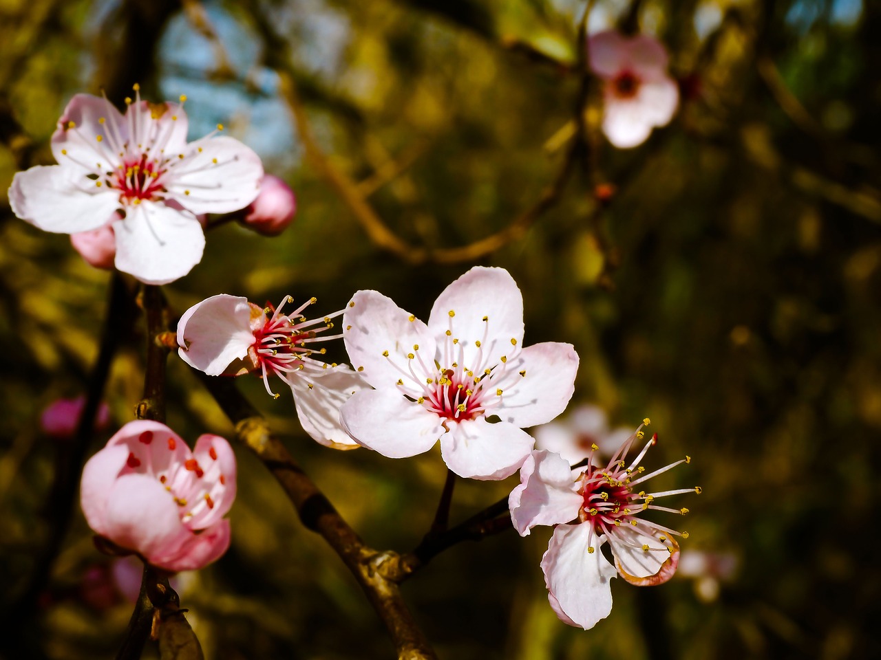 Image - almond blossom steinobstgewaechs