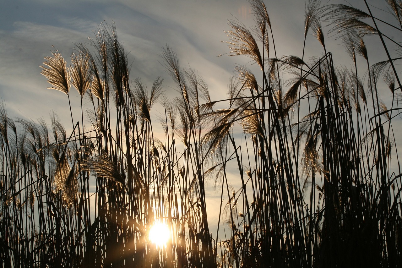 Image - sun nature sea grass sky clouds