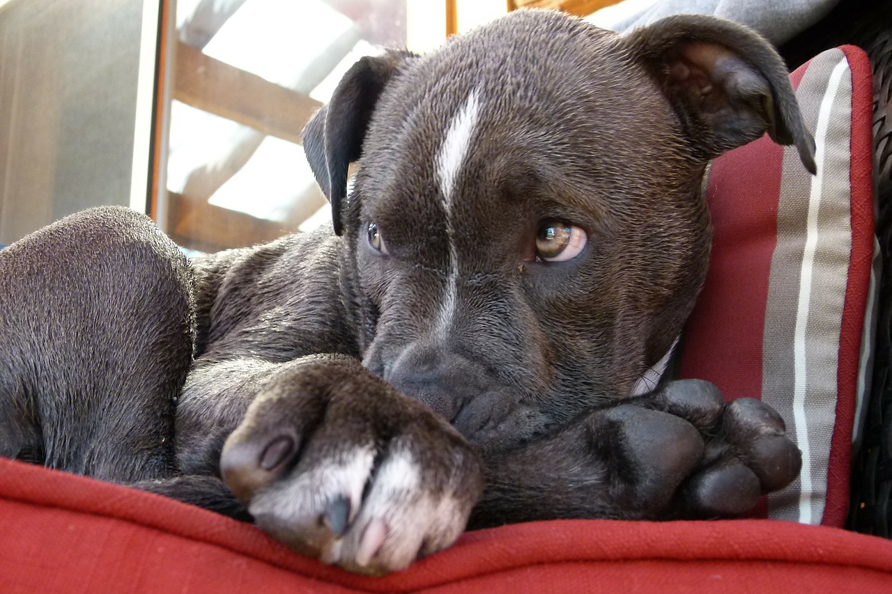 Image - pitbull puppy watching dog canine