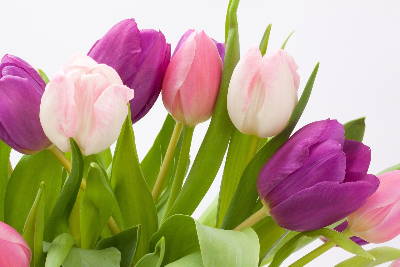 Image - tulip spring flower bouquet