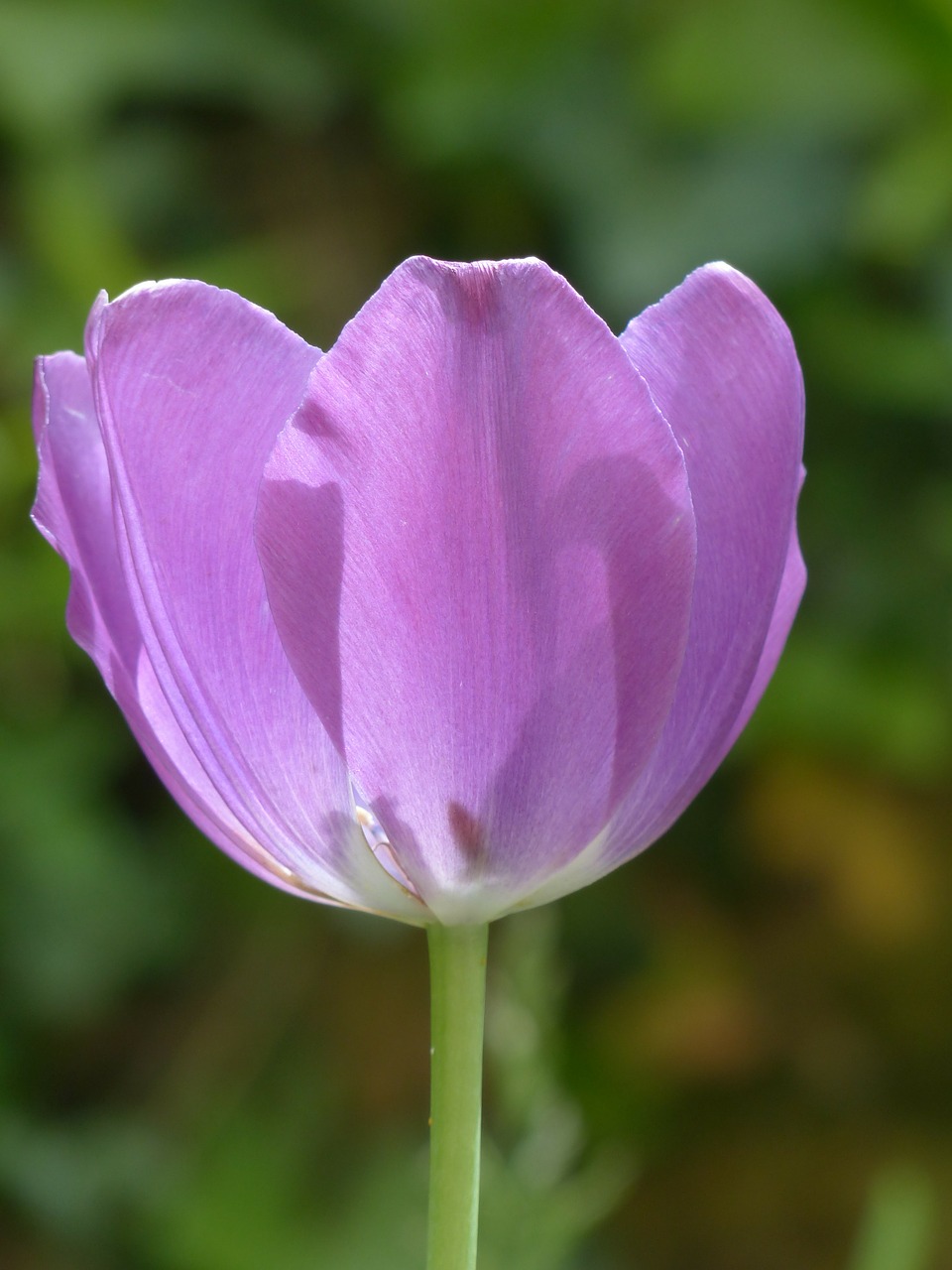 Image - tulip blossom bloom violet purple