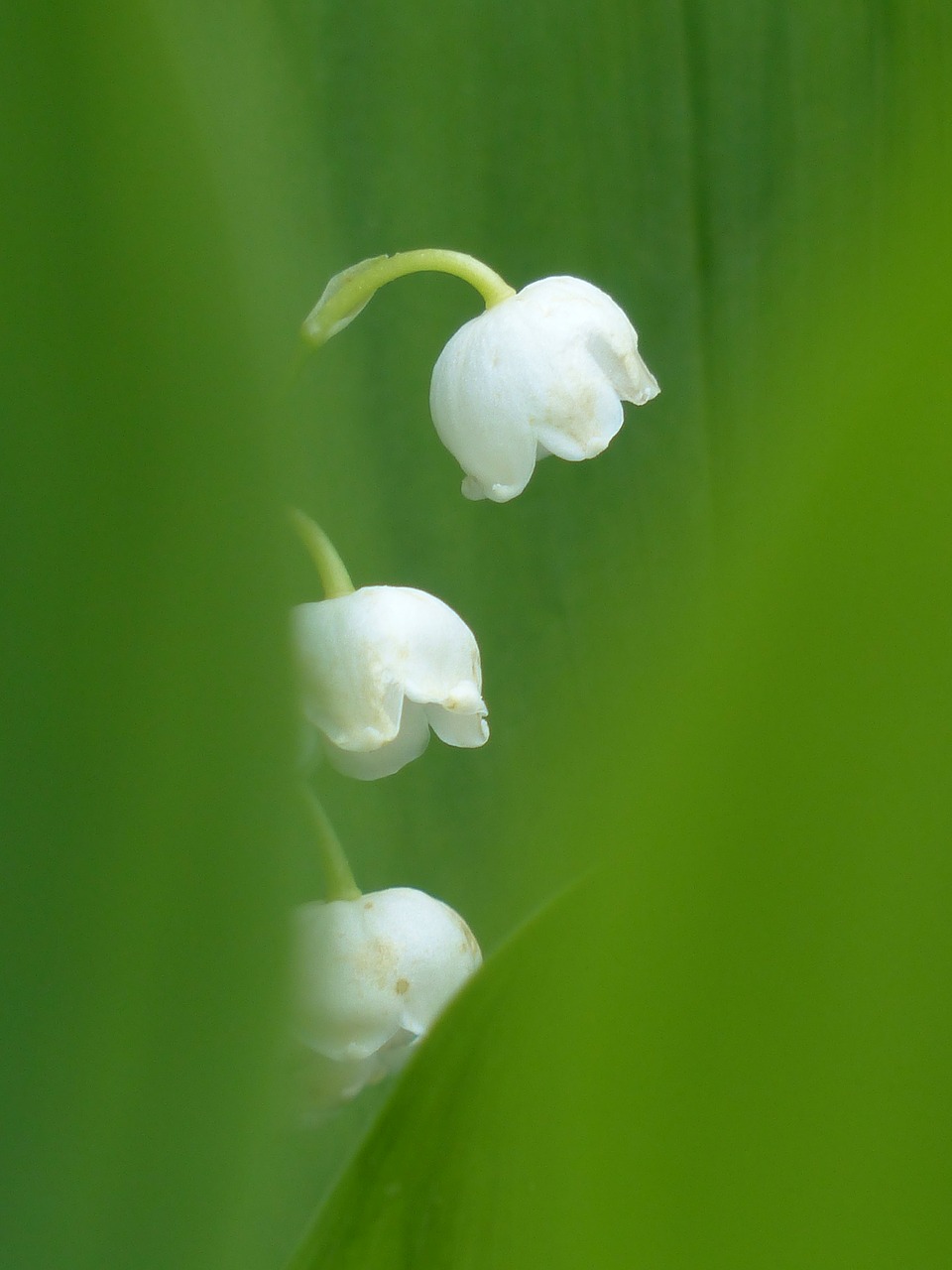 Image - lily of the valley blossom bloom