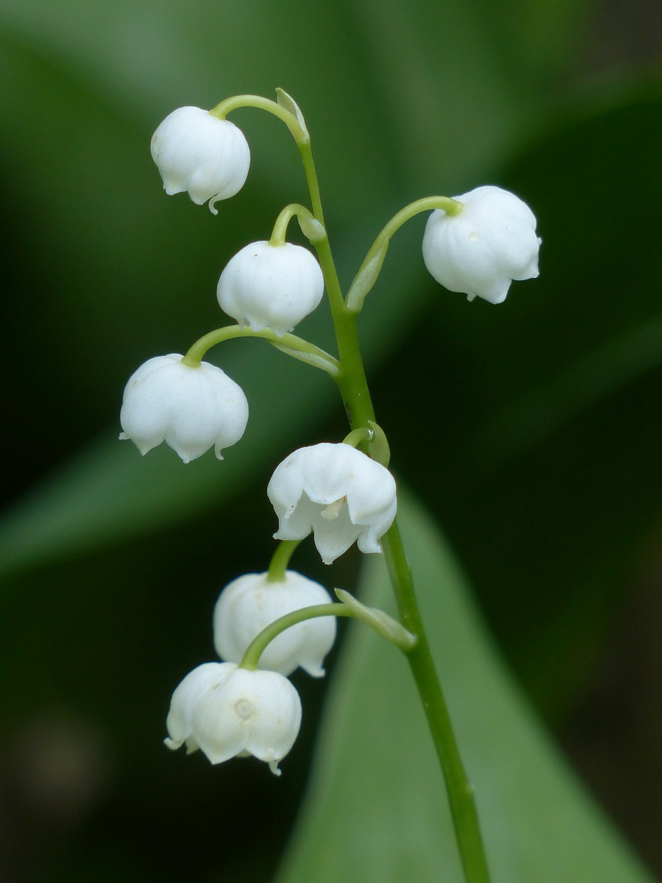 Image - lily of the valley blossom bloom