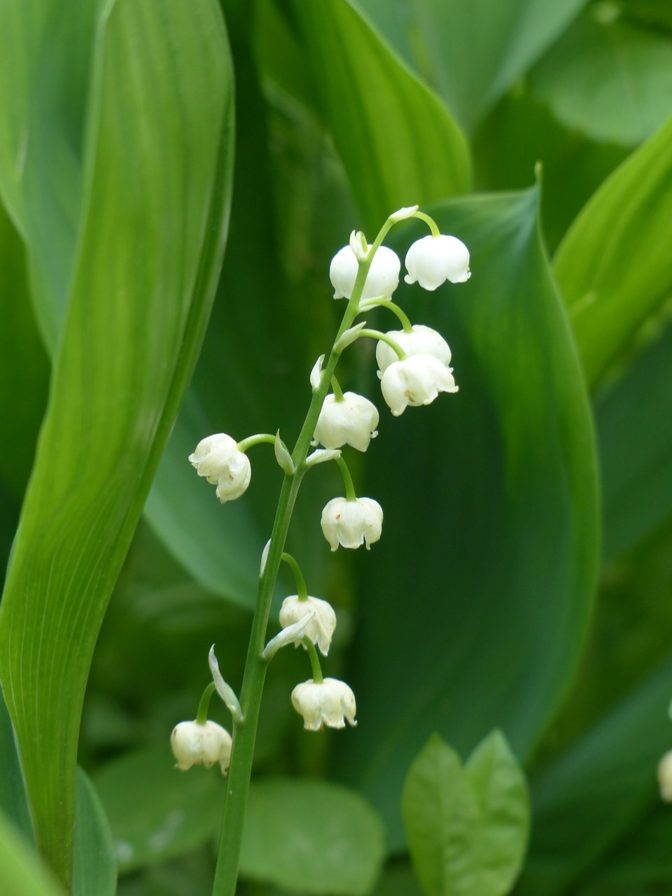 Image - lily of the valley blossom bloom