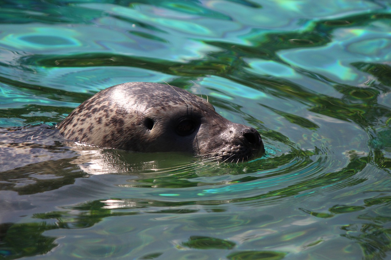 Image - seal water robbe sea swim zoo