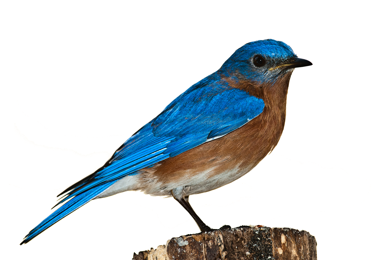 Image - bird bluebird bird png nature