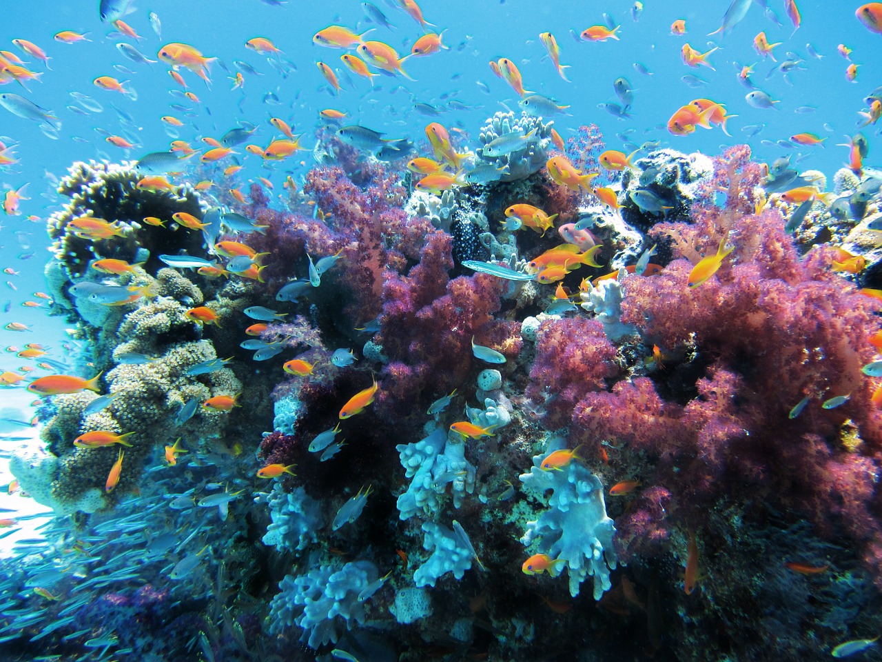 Image - underwater sea fish coral nature