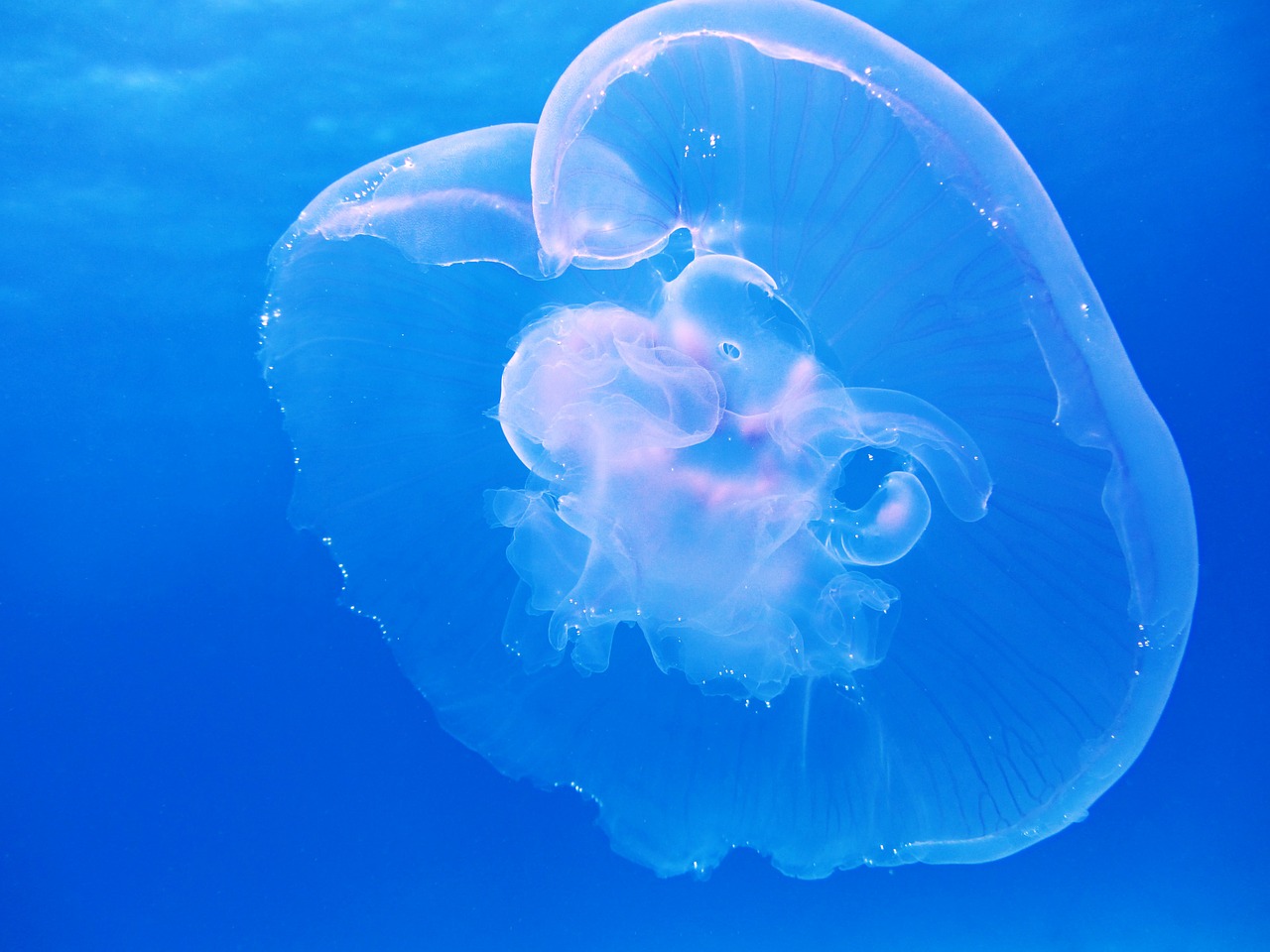 Image - moon jellyfish aurelia aurita