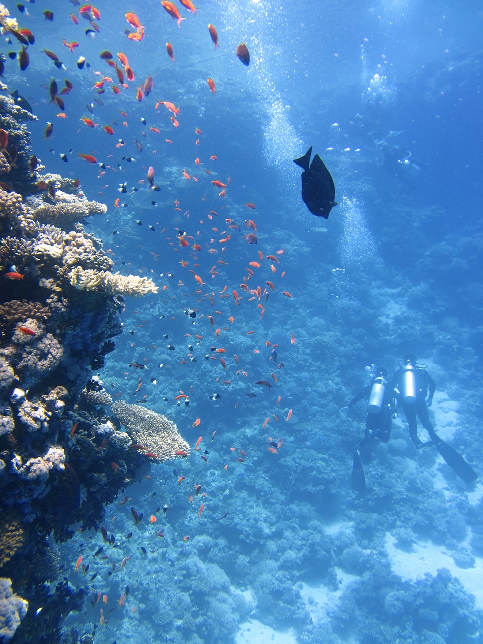 Image - divers underwater ocean swim fish