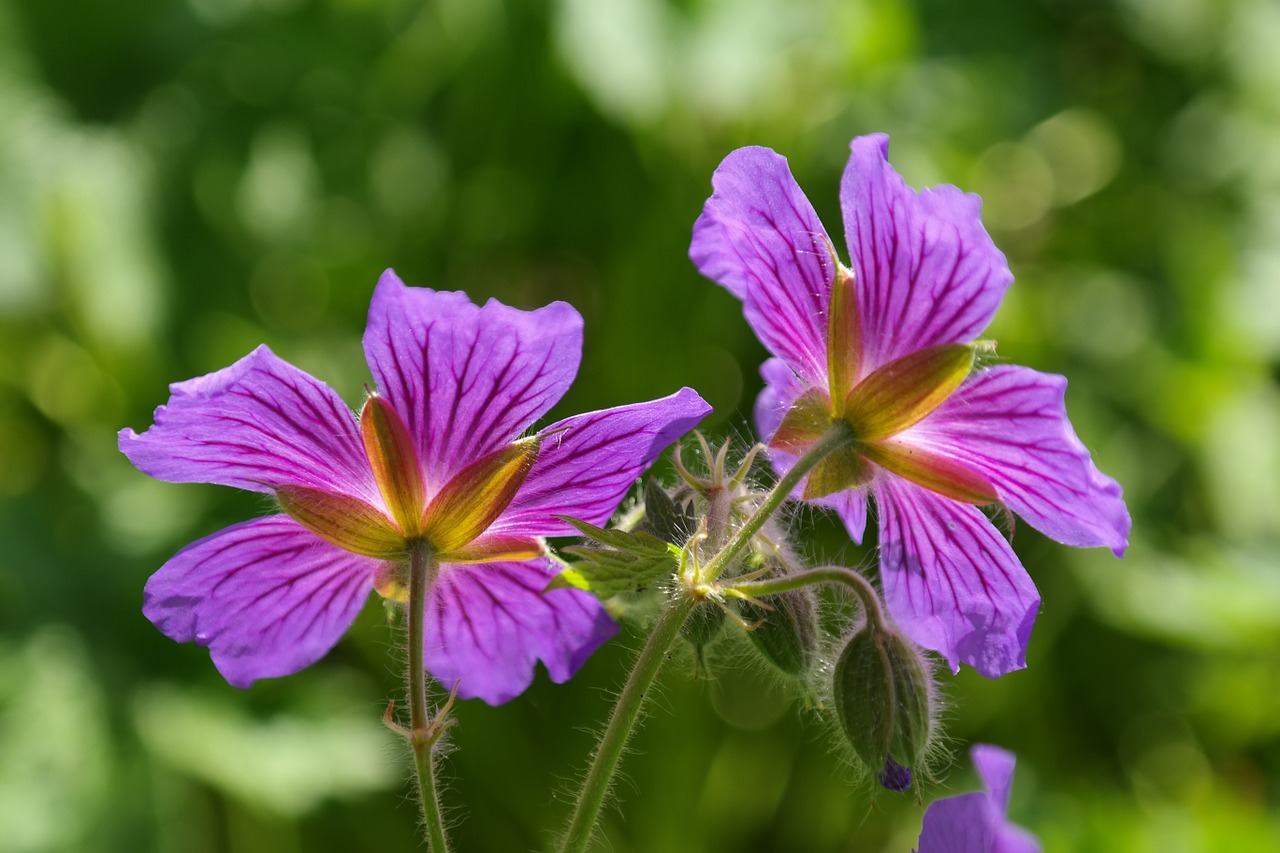 Image - cranesbill blossom bloom plant