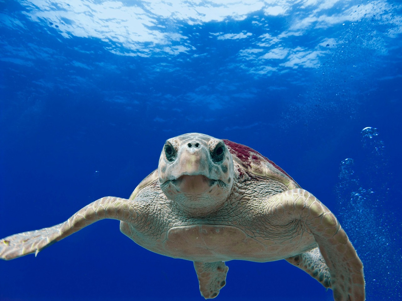 Image - loggerhead turtle sea ocean water